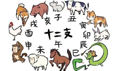 子鼠 丑牛 寅虎 卯兔 辰龙 巳蛇 午马 未羊|Chinese animal zodiac signs